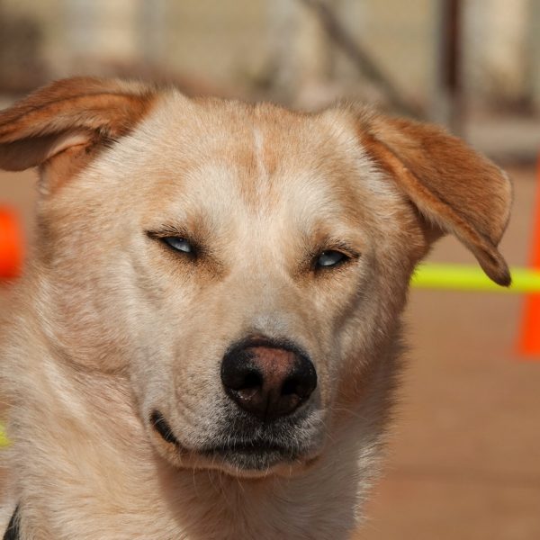 תמונת פנים של כלב בלונדיני בהיר בעל עיניים בתבע כחול בהיר.