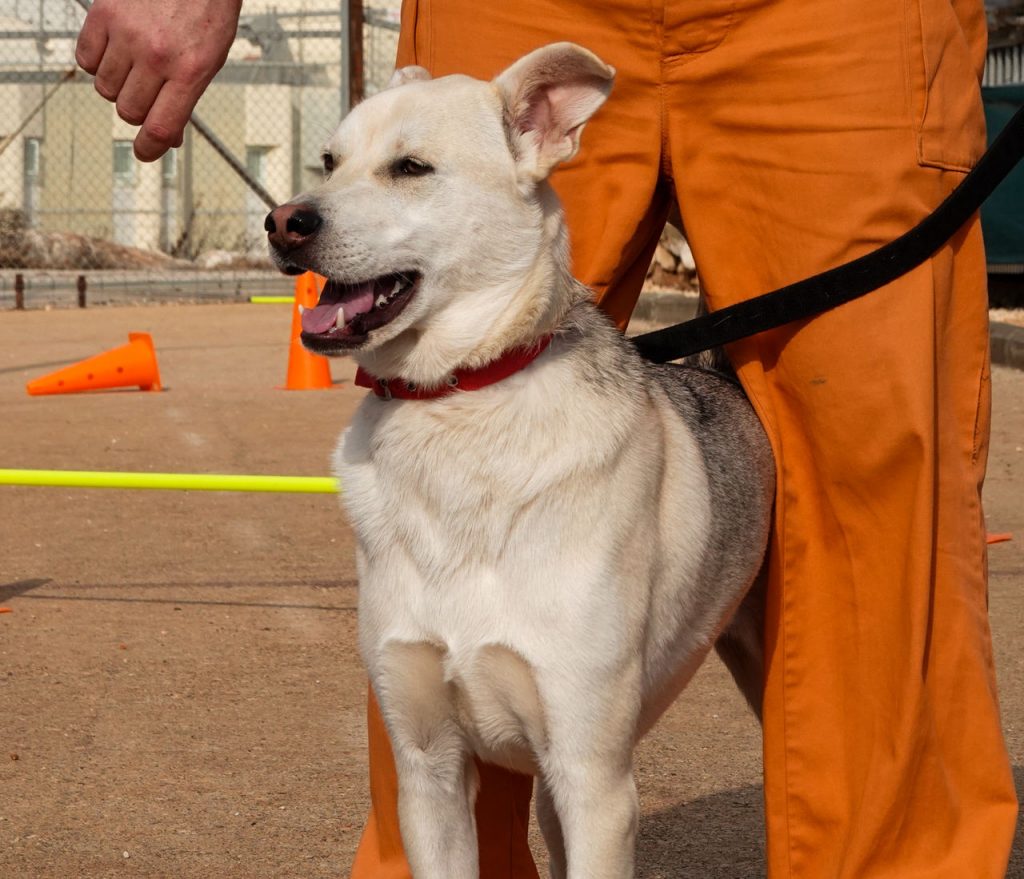כלבה בגודל בינוני עומדת בין הרגליים של אסיר הלובש מכנסיים ארוכים כתומים.